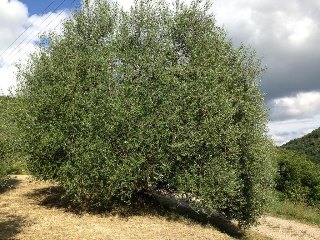 Agriturismo Santa Maria Pienza Kültér fotó